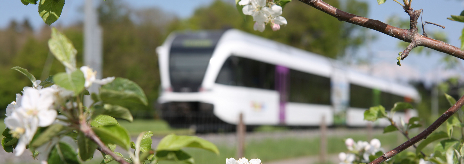 Verschwommener Thurbo Zug im Hintergrund, im Vordergrund Apfelbaumblüten.
