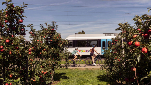 Velofahren zwischen Apfelbäumen und im Hintergrund vorbeifahrender Thurbo Zug.